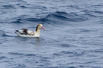 アホウドリ 八丈島航路 2022年4月13日(水)