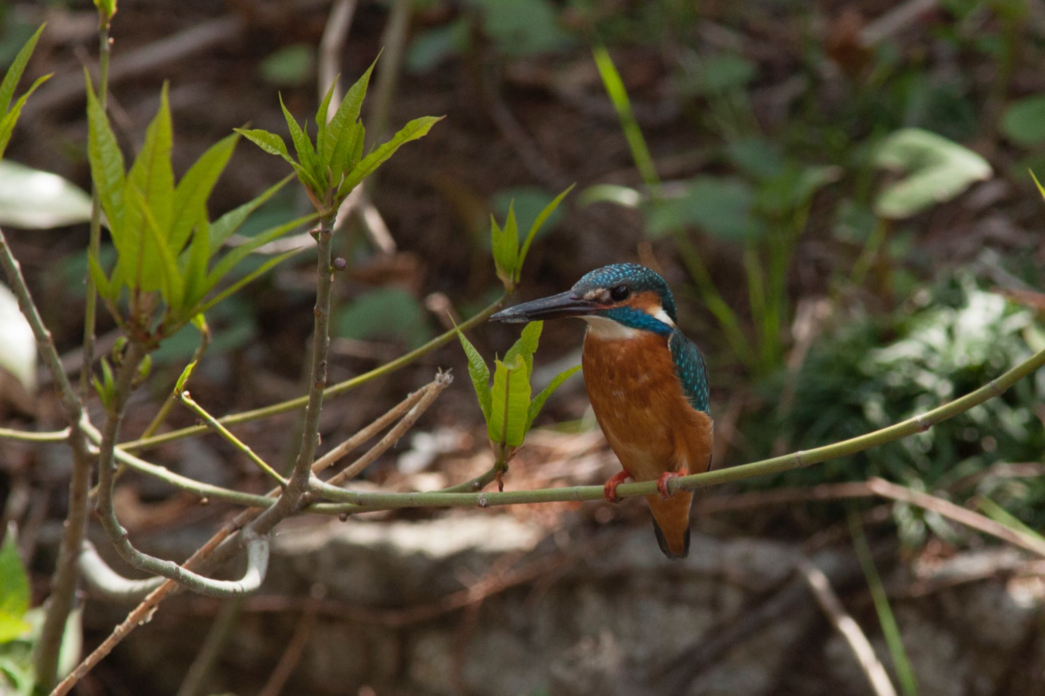 Photo of Common Kingfisher at 猿江恩賜公園 by tekopon125