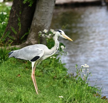 Grey Heron 江津湖 Fri, 4/15/2022