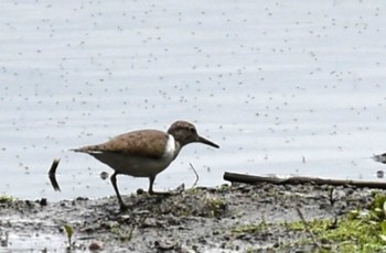 Common Sandpiper 江津湖 Fri, 4/15/2022