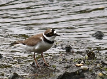 Little Ringed Plover 江津湖 Fri, 4/15/2022