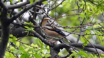 シメ 尼崎市農業公園 2022年4月15日(金)