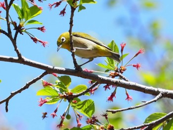 Warbling White-eye 横浜市 Tue, 4/12/2022