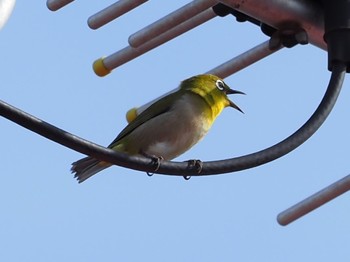 Warbling White-eye 横浜市 Wed, 4/13/2022