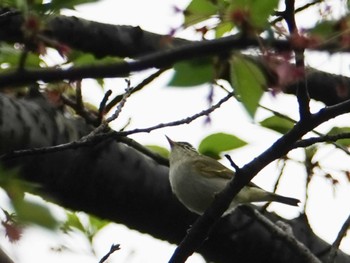 2022年4月15日(金) 昭和記念公園の野鳥観察記録