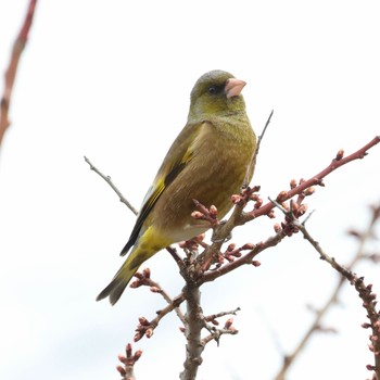 カワラヒワ 芸術の森 2022年4月15日(金)