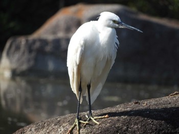 コサギ 稲毛海浜公園 2022年4月9日(土)