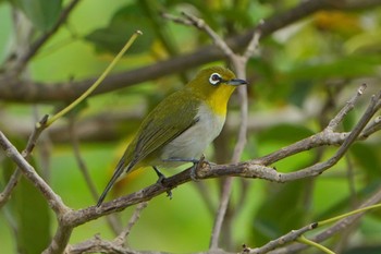 リュウキュウメジロ 石垣島 2022年4月9日(土)