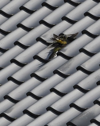 Grey Wagtail 龍潭寺 方広寺 Sat, 4/9/2022