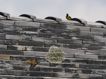 Grey Wagtail 龍潭寺 方広寺 Sat, 4/9/2022