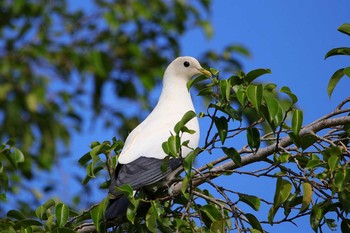 Torresian Imperial Pigeon Esplanade(Cairns) Sat, 10/7/2017