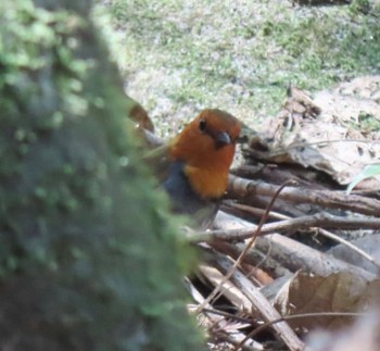 Japanese Robin 笠岩 Fri, 4/15/2022