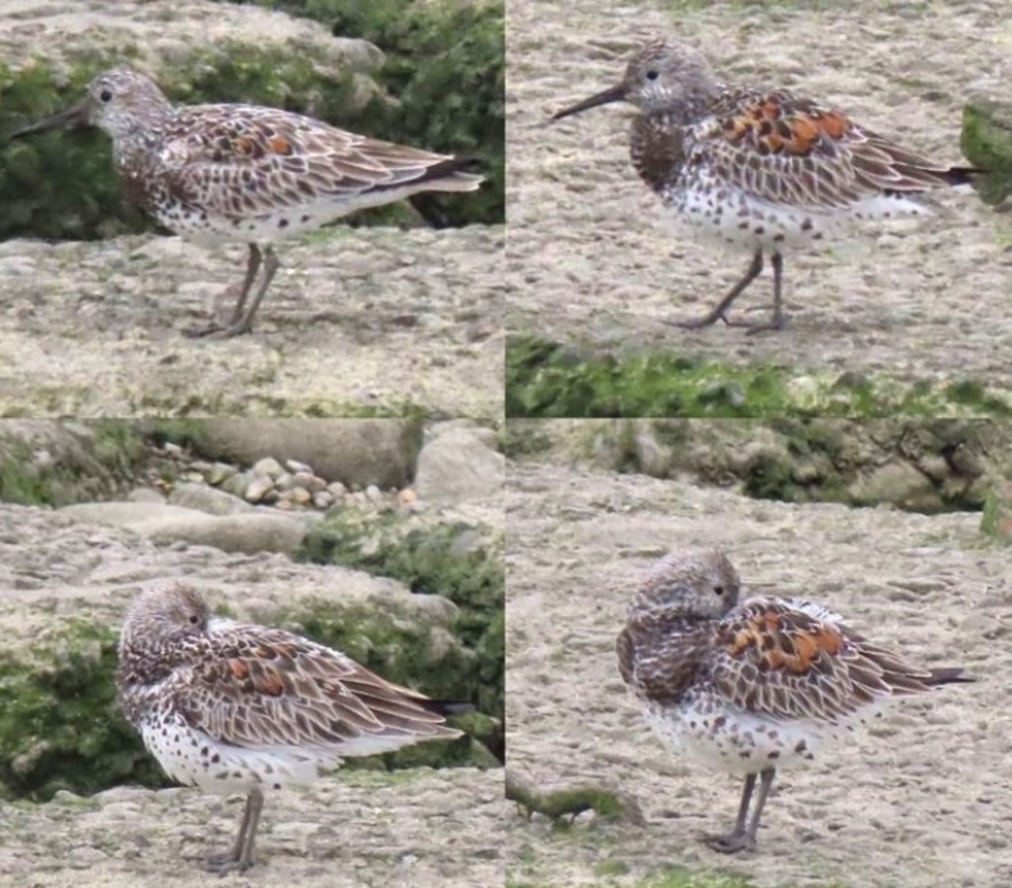 Photo of Great Knot at 泉南市 by くるみ