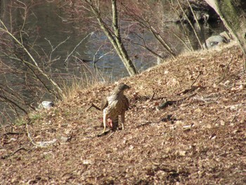 オオタカ 井頭公園 2022年1月7日(金)