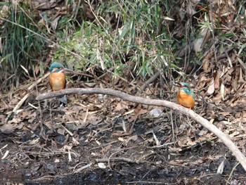 Common Kingfisher Nogawa Thu, 3/24/2022