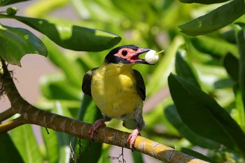 メガネコウライウグイス Esplanade(Cairns) 2017年10月7日(土)