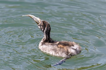 Little Grebe Machida Yakushiike Park Mon, 4/11/2022