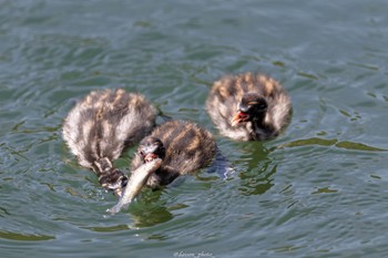 Little Grebe Machida Yakushiike Park Mon, 4/11/2022