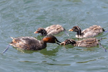 Little Grebe Machida Yakushiike Park Mon, 4/11/2022