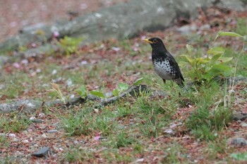 クロツグミ 大阪城公園 2022年4月15日(金)