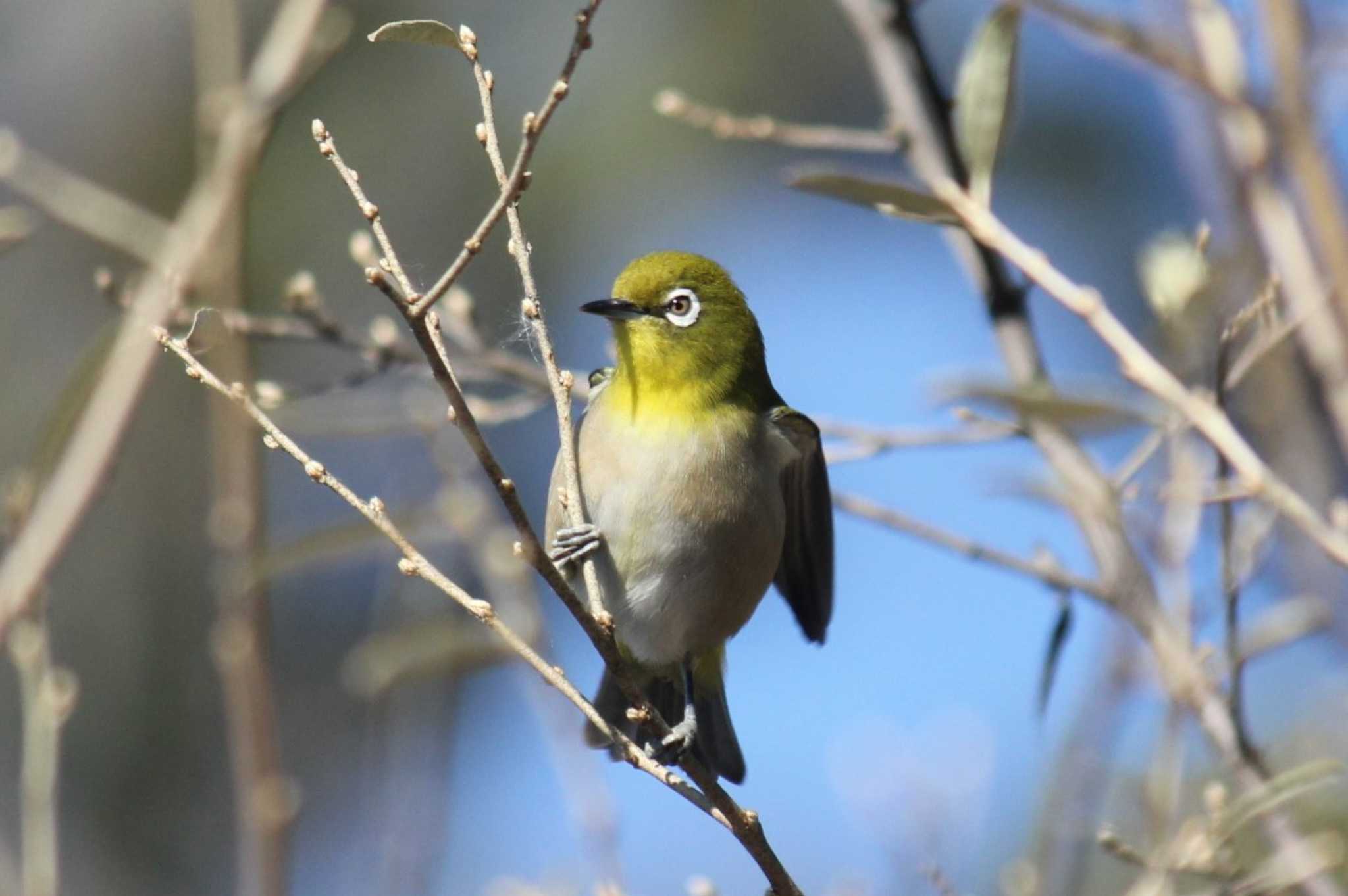 Photo of Warbling White-eye at 東京 by Sakura