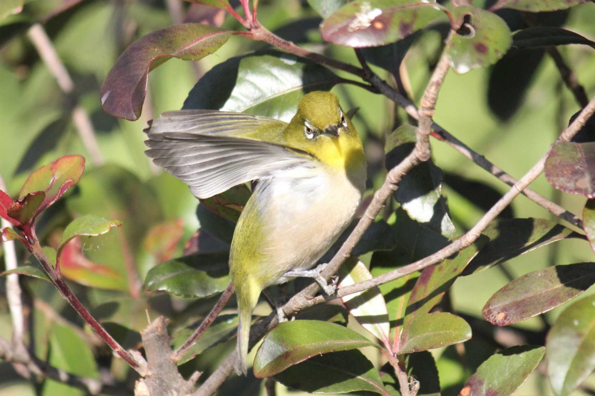 Photo of Warbling White-eye at 東京 by Sakura