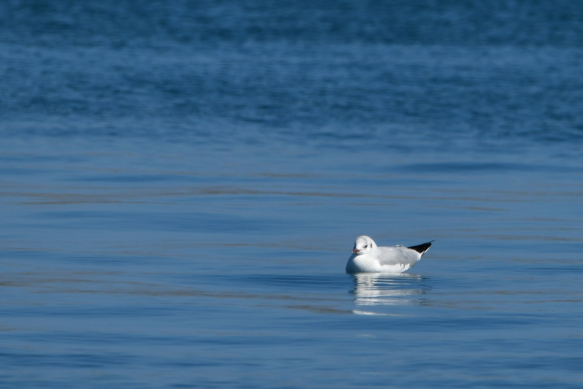 Photo of Black-headed Gull at 静岡県 御前崎漁港 by Taka Eri