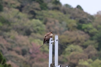 トビ 大台ヶ原 2022年4月15日(金)