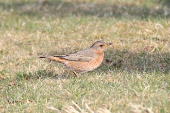 Thu, 4/14/2022 Birding report at 北海道 函館市 東山