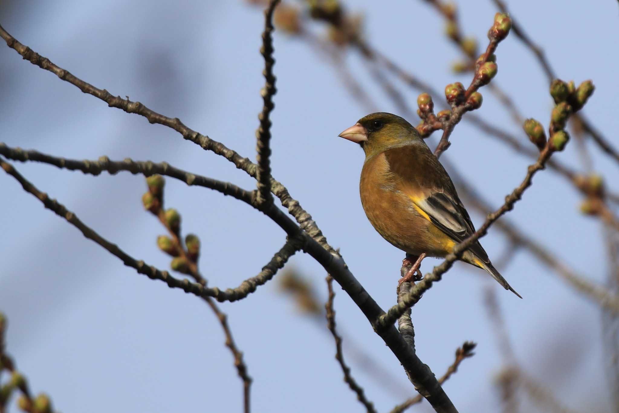 Grey-capped Greenfinch