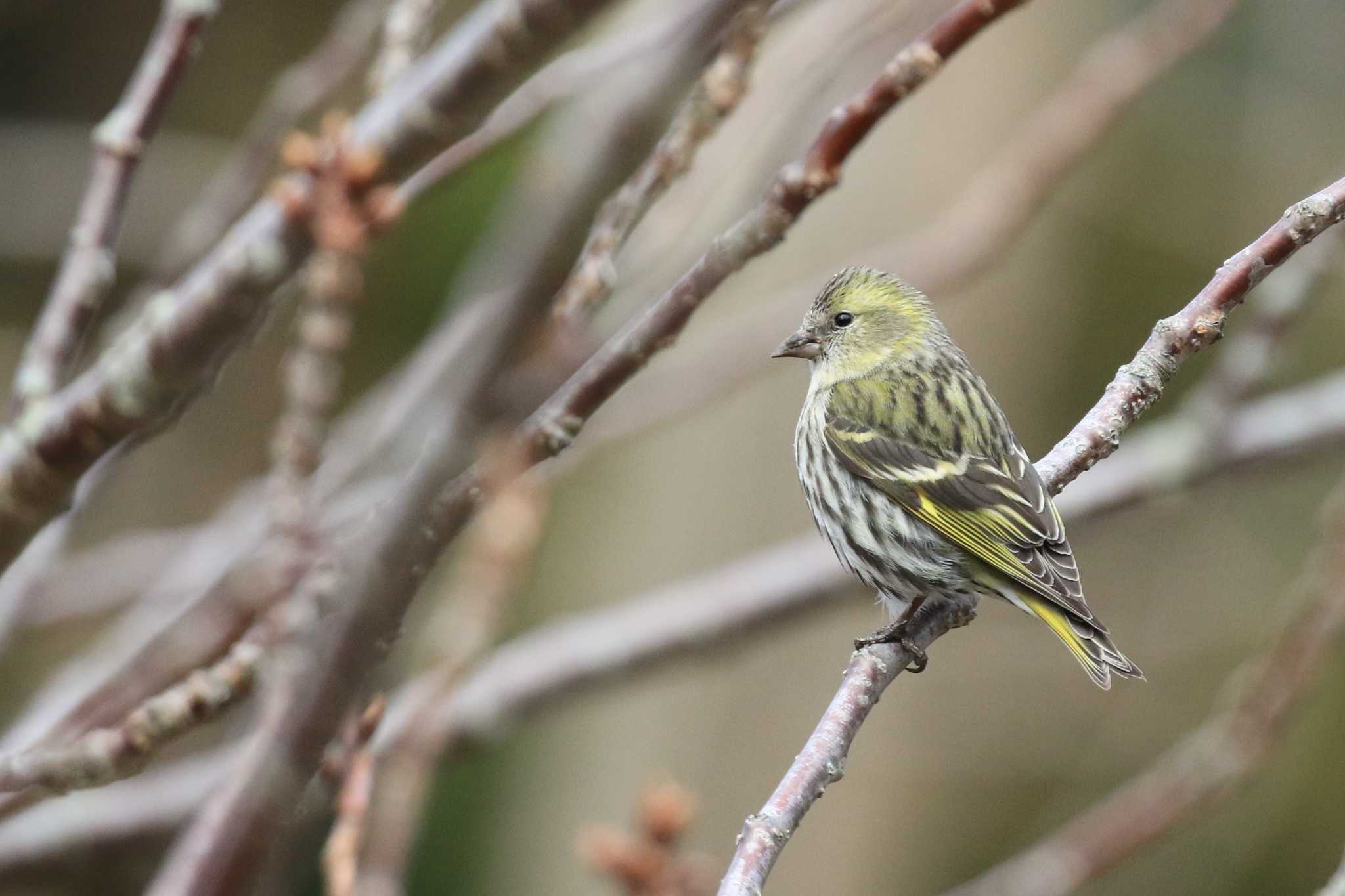 Eurasian Siskin