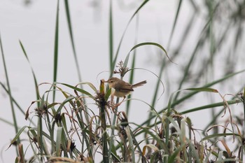 Plain Prinia 華江雁鴨自然公園 Fri, 11/3/2017