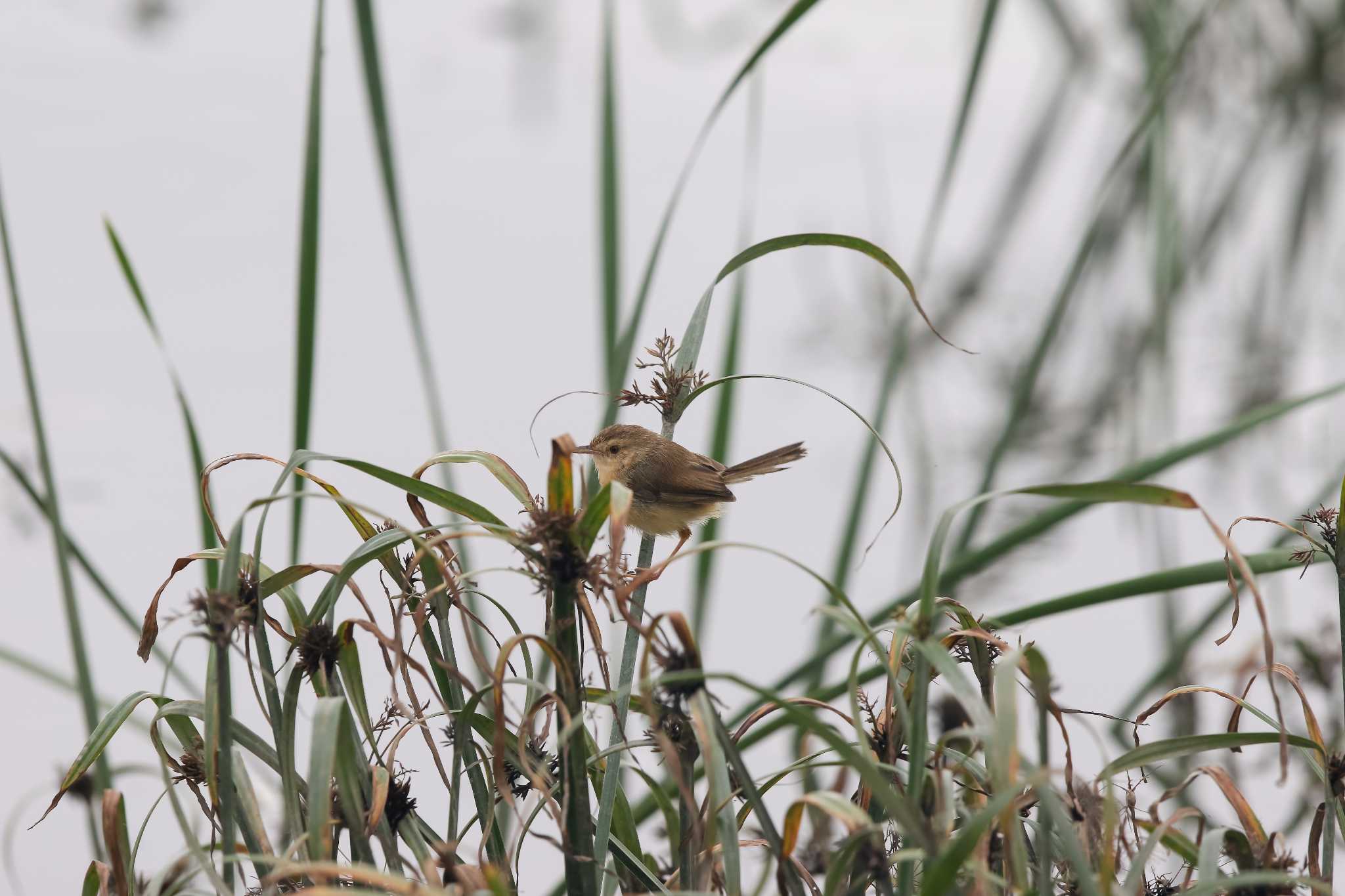 Photo of Plain Prinia at 華江雁鴨自然公園 by Trio