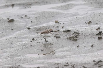 Kentish Plover 華江雁鴨自然公園 Fri, 11/3/2017