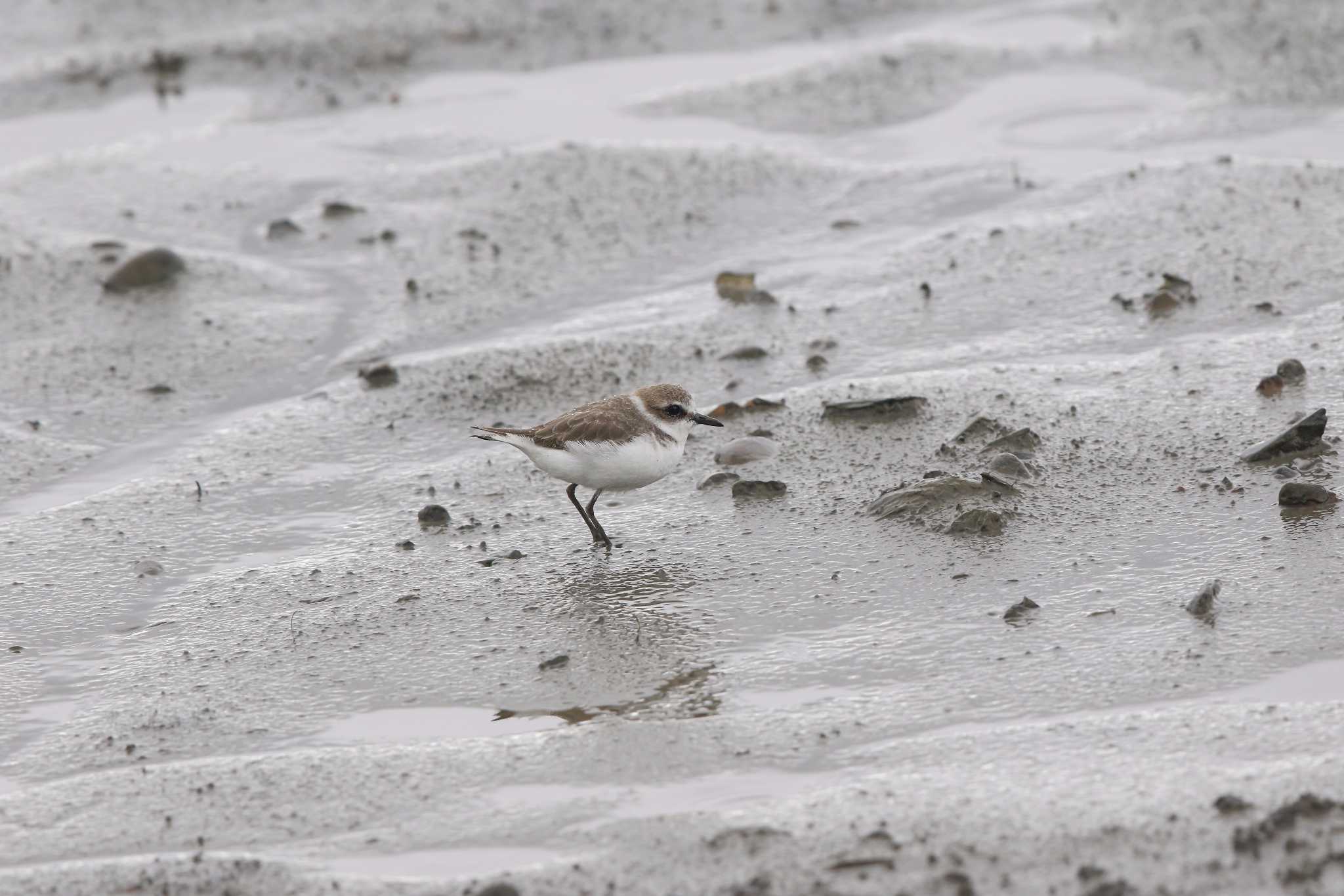 Photo of Kentish Plover at 華江雁鴨自然公園 by Trio