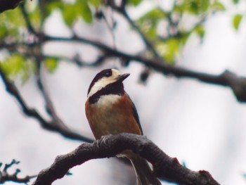 2022年4月15日(金) 代々木公園の野鳥観察記録