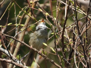 Japanese Bush Warbler 長瀞町 Sun, 4/11/2021