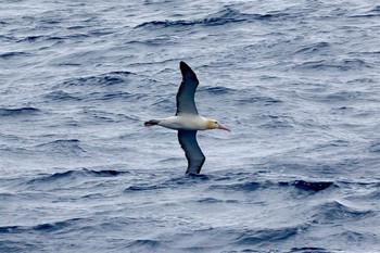 アホウドリ 八丈島航路 2022年4月13日(水)