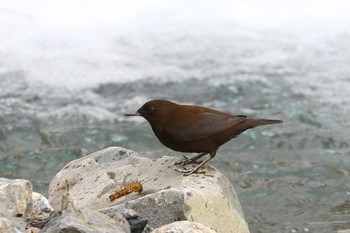 カワガラス 場所が不明 2017年11月4日(土)