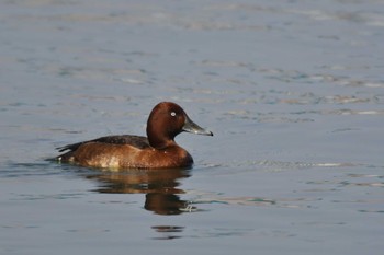 2022年3月10日(木) 波崎漁港の野鳥観察記録