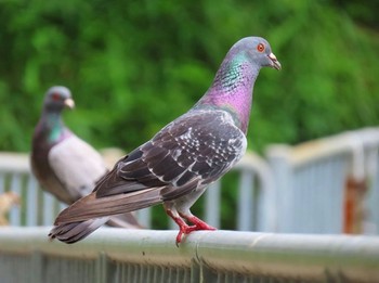 カワラバト 奈良県奈良市 撮影日未設定