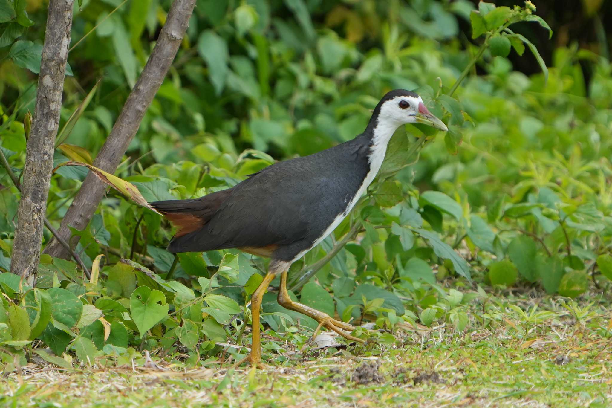 White-breasted Waterhen