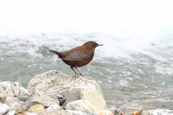 カワガラス 場所が不明 2017年11月4日(土)