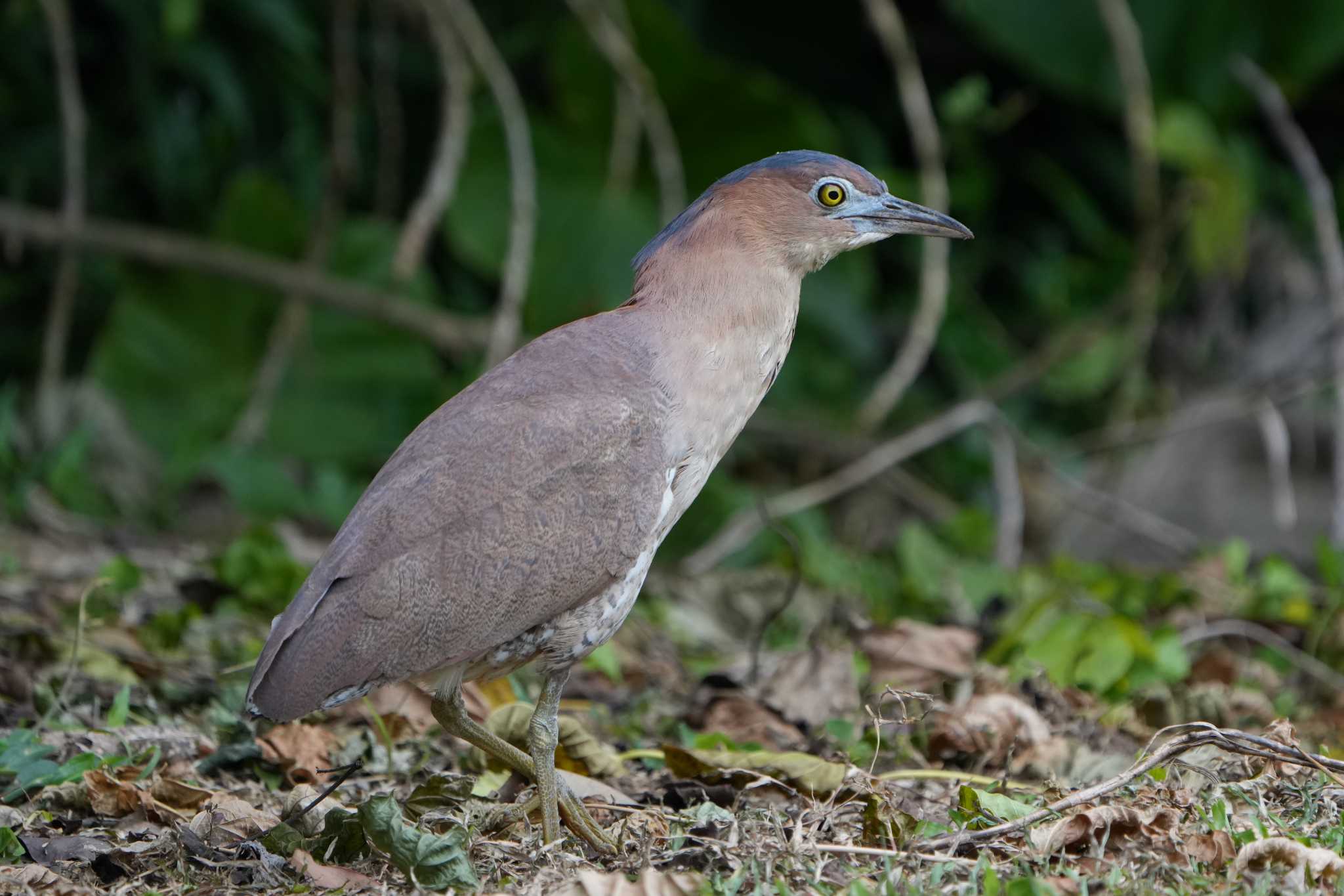 Photo of Malayan Night Heron at Ishigaki Island by 禽好き