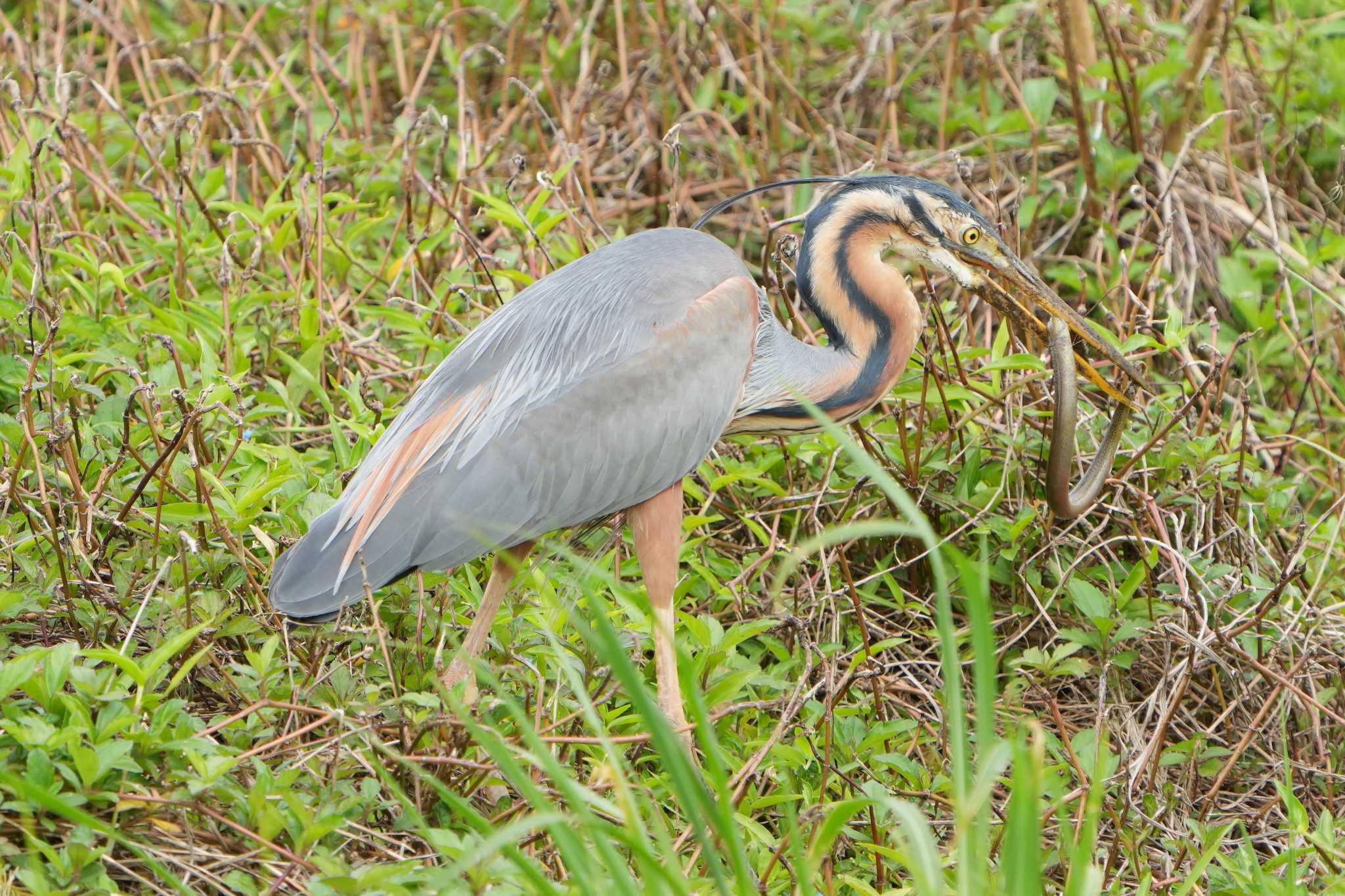 Purple Heron