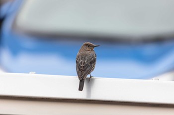 Blue Rock Thrush 福岡市内 Wed, 3/23/2022