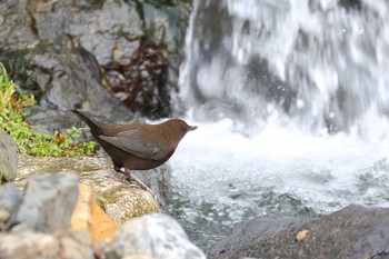 カワガラス 場所が不明 2017年11月4日(土)