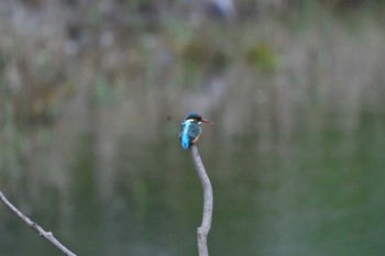 カワセミ 長浜公園 2022年4月16日(土)