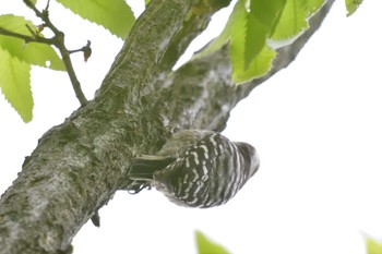 コゲラ 長浜公園 2022年4月16日(土)