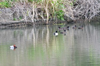 ホシハジロ 長浜公園 2022年4月16日(土)